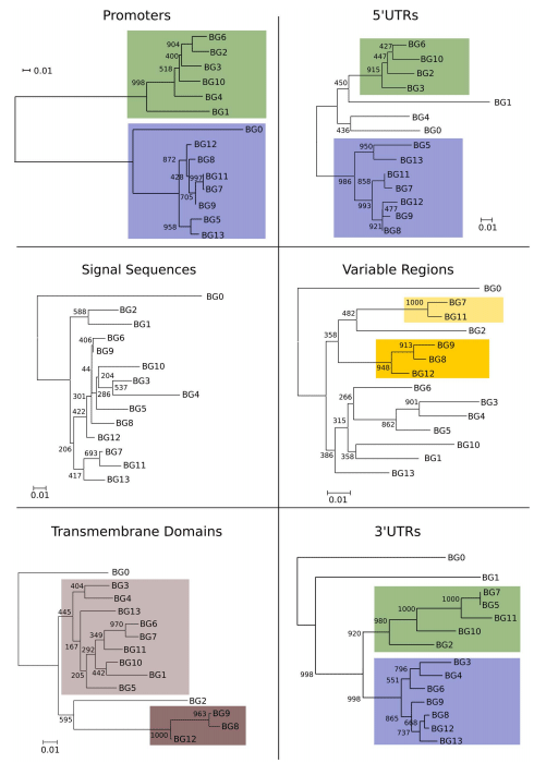 Sequence of a Complete Chicken BG Haplotype Shows Dynamic Expansion and Contraction of Two Gene Lineages with Particular Expression Patterns - Image 7