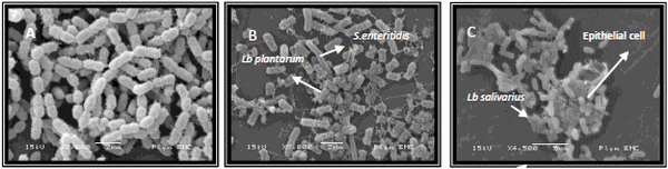 Selection, Characterisation and Screening of Lactic Acid Bacteria of Chicken Origin that Have Probiotic Properties - Image 3