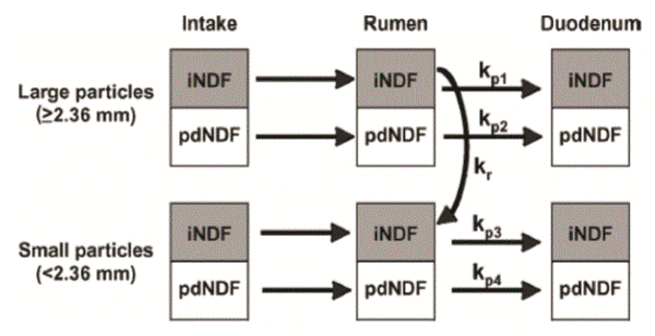 Effect of NDF digestibility on Diet Formulation and Animal Performance - Image 2