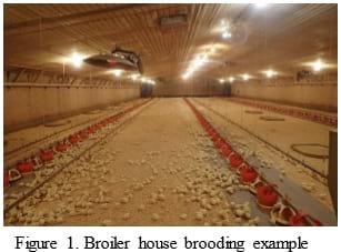Five Common Issues During Brooding - Image 1