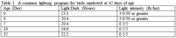 Five Common Issues During Brooding - Image 2
