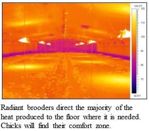 Five Common Issues During Brooding - Image 3