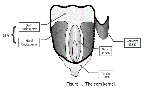 Mycotoxin Control during Grain Processing - Image 1