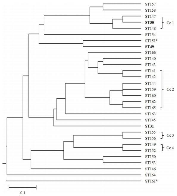 An Investigation into the Etiological Agents of Swine Dysentery in Australian Pig Herds - Image 4