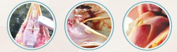 Mycotoxin Lesions in the Slaughter House-Broilers - Image 4