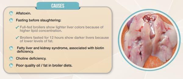 Mycotoxin Lesions in the Slaughter House-Broilers - Image 7