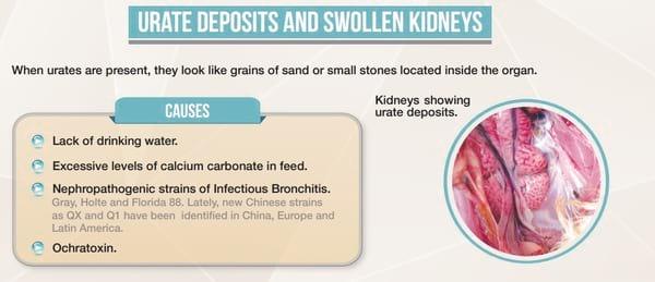 Mycotoxin Lesions in the Slaughter House-Broilers - Image 2