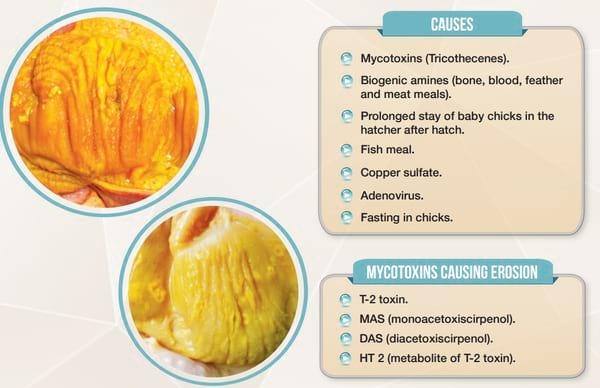 Mycotoxin Lesions in the Slaughter House-Broilers - Image 6