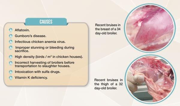 Mycotoxin Lesions in the Slaughter House-Broilers - Image 3
