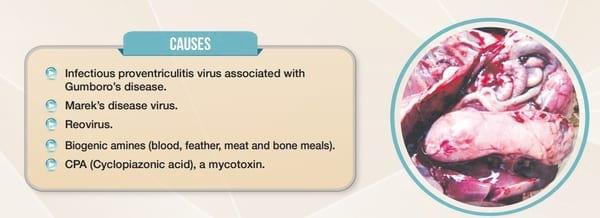 Mycotoxin Lesions in the Slaughter House-Broilers - Image 5