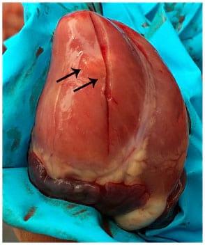 Clinical problems due to encephalomyocarditis virus infections in two pig herds - Image 6
