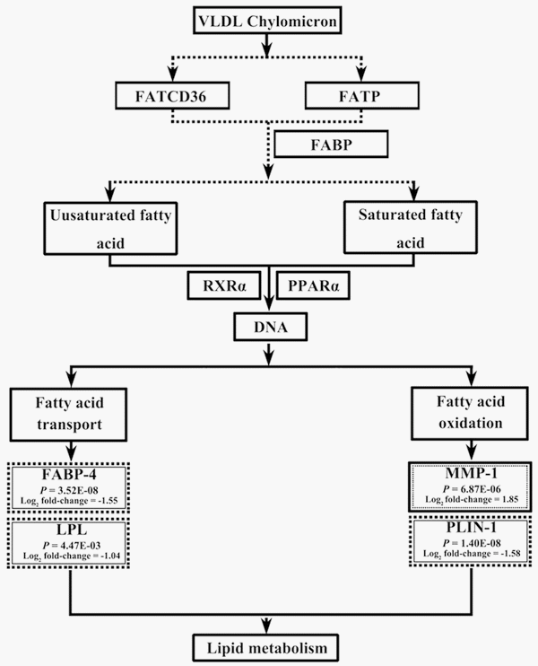 Transcriptome Analysis Reveals Regulation of Gene Expression for Lipid Catabolism in Young Broilers by Butyrate Glycerides - Image 12