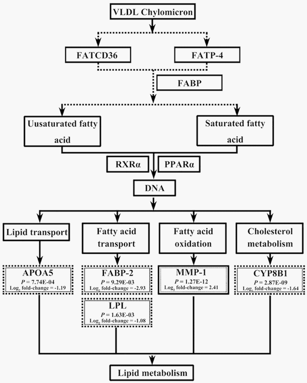 Transcriptome Analysis Reveals Regulation of Gene Expression for Lipid Catabolism in Young Broilers by Butyrate Glycerides - Image 13