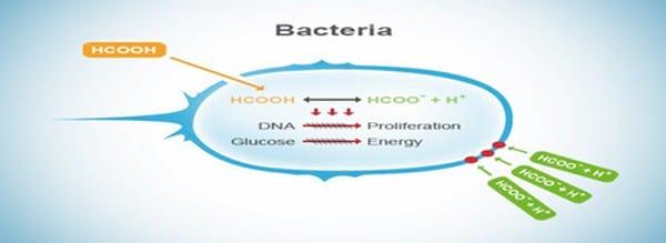 Organic Acids - A Review - Image 3