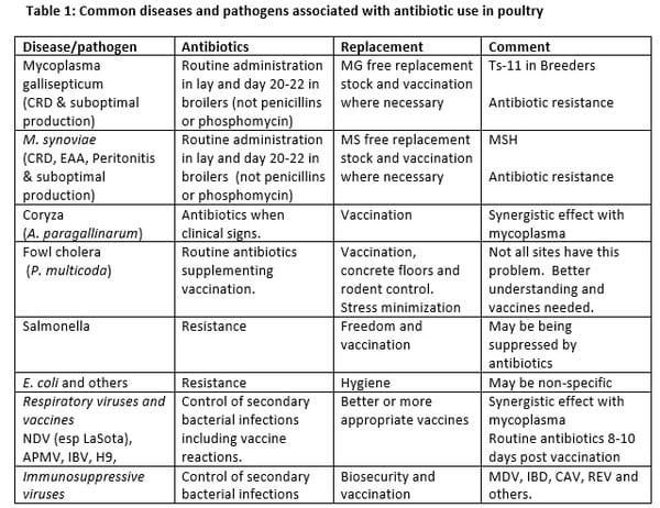 Mycoplasma synoviae; the last piece in the puzzle   - Image 1
