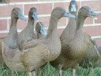 Ducks World - Image 9