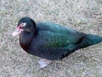Ducks World - Image 26