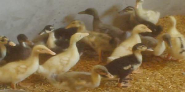 Ducks World - Image 15