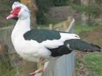Ducks World - Image 16