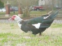 Ducks World - Image 17