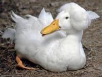 Ducks World - Image 12