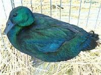 Ducks World - Image 6