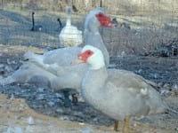 Ducks World - Image 22