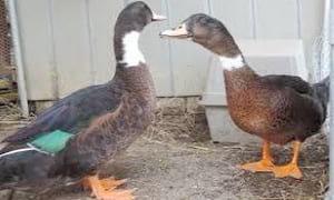Ducks World - Image 33