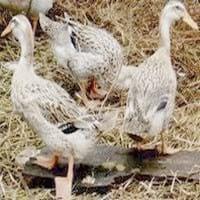 Ducks World - Image 3