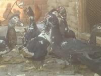 Ducks World - Image 20