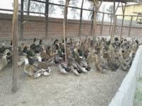 Ducks World - Image 13