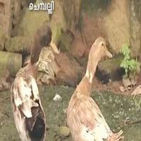 Ducks World - Image 5