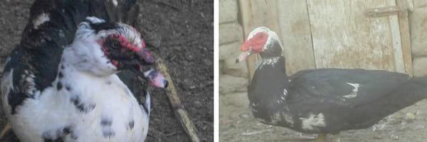 Ducks World - Image 28