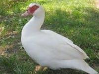 Ducks World - Image 21