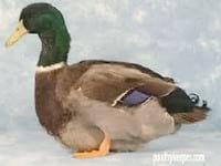 Ducks World - Image 14