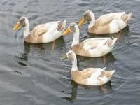 Ducks World - Image 7