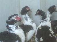 Ducks World - Image 19