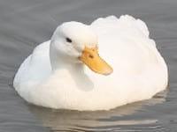 Ducks World - Image 8