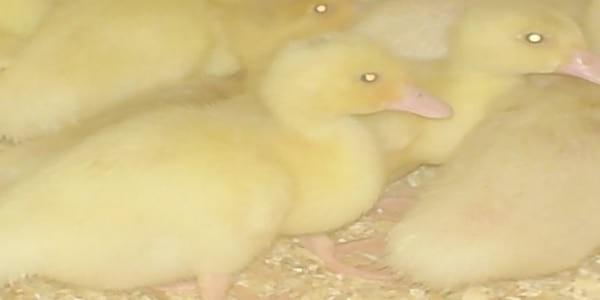 Ducks World - Image 35
