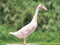 Ducks World - Image 11