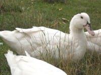 Ducks World - Image 29