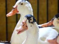 Ducks World - Image 30