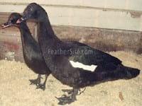 Ducks World - Image 18