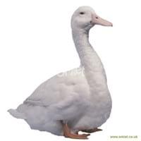 Ducks World - Image 4