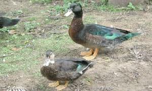 Ducks World - Image 32