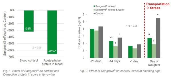 Reducing gastritis in swine - Phytobiotics - Image 2