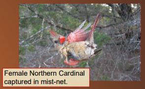 Testing for Avian Paramyxovirus-1 (Newcastle Disease) in Resident Passerines of Vicksburg National Military Park - Image 1