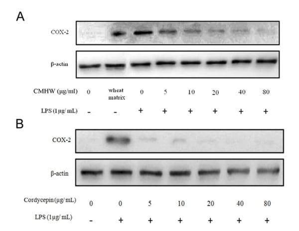 Cordyceps militaris hot water extract inhibits lipopolysaccharide-induced inflammatory response in porcine alveolar macrophages by regulation of mitogen-activated protein kinase signaling pathway - Image 3