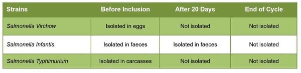 Tackle Salmonella Infections in Laying Hens with Silvafeed® Nutri P - Image 2