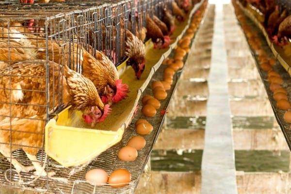Tackle Salmonella Infections in Laying Hens with Silvafeed® Nutri P - Image 1